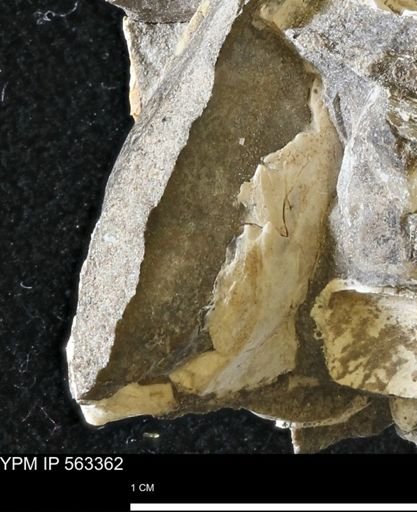 undet. Mollusca