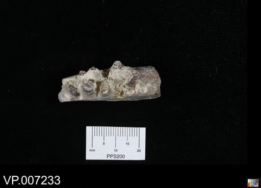 Pachyrhizodus?