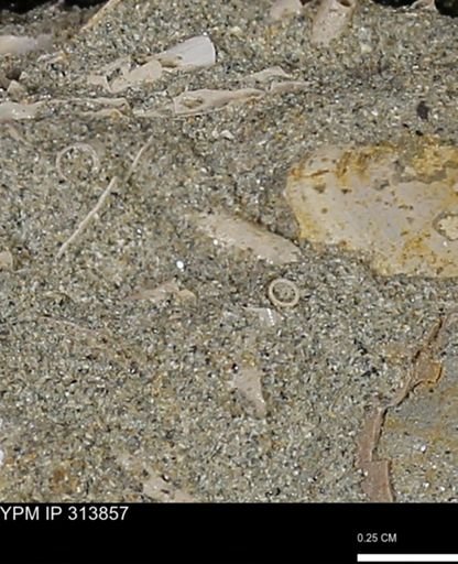 undet. Scaphopoda