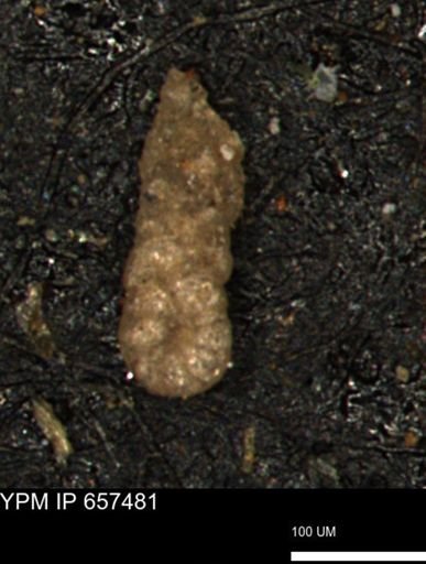 Ammobaculoides whitneyi