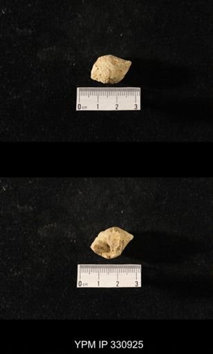Sphaerodoma paludinaeformis
