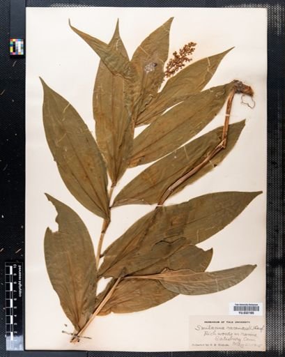 Maianthemum