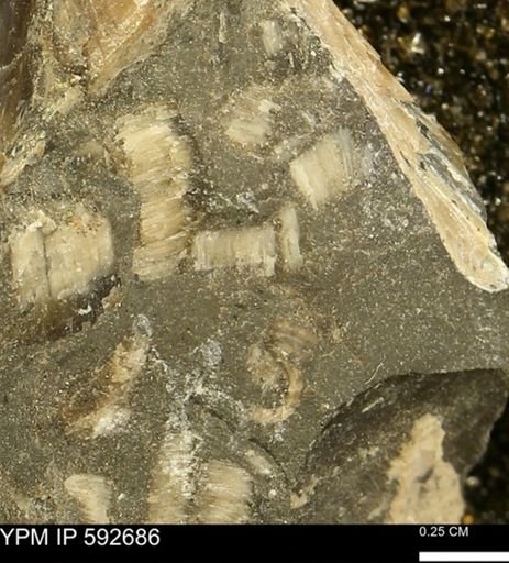 undet. Inoceramidae