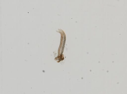 Campeloma nolani