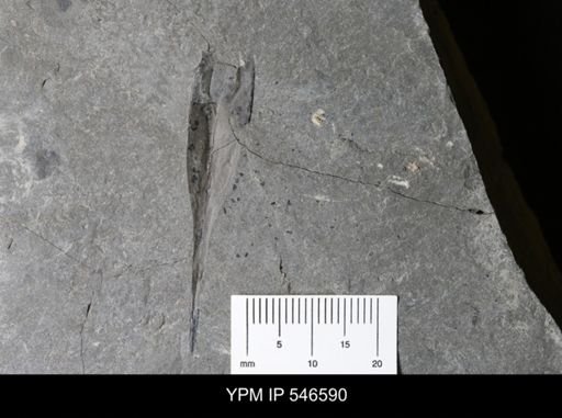 Eurypterida