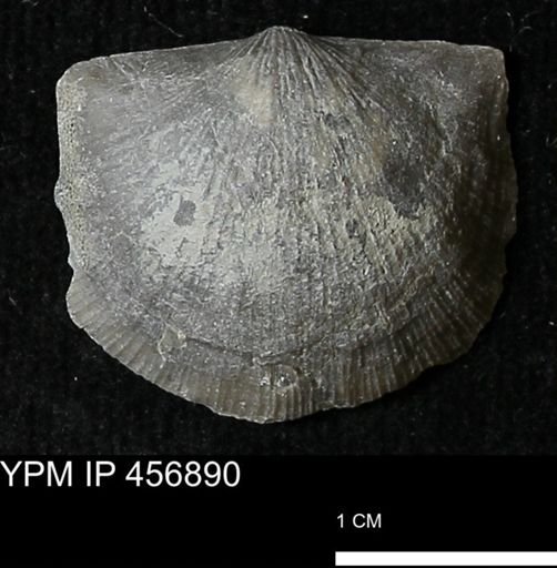 Stropheodonta sp.