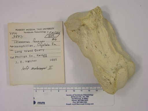 Teleoceras fossiger