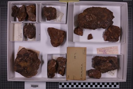 mixed taxa, stratigraphic collection