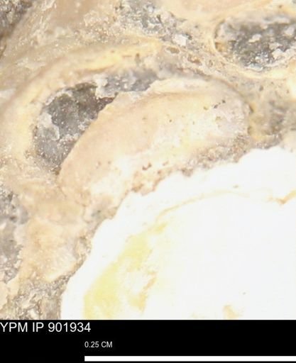 undet. Mollusca