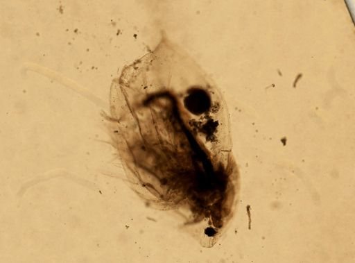Daphnia pulex