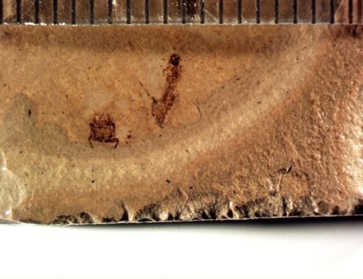 undet. Coleoptera