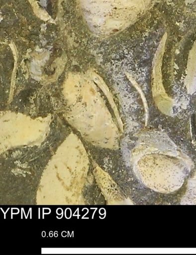 undet. Bivalvia