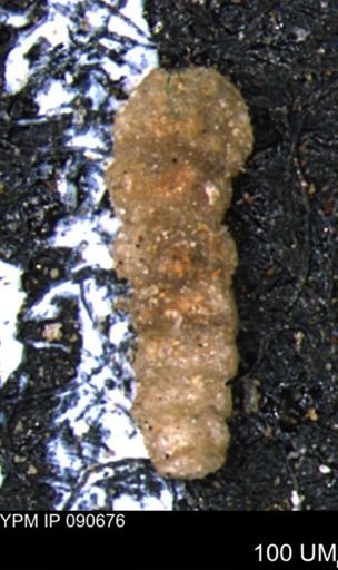 Ammobaculites euides