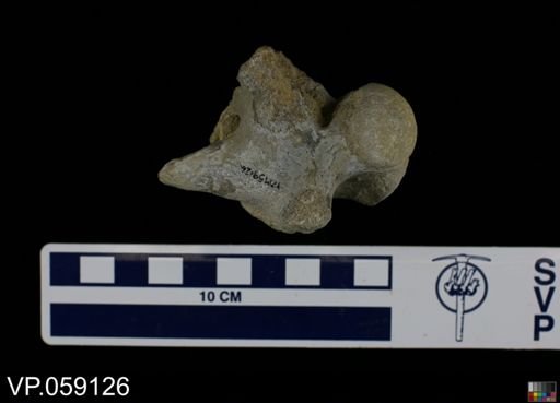 Platecarpus sp.