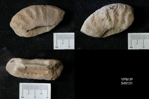 undet. Ammonoidea