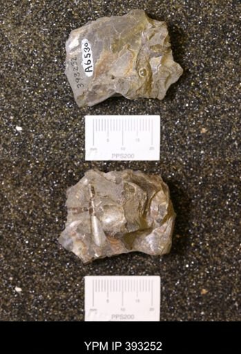 Baculites sp.