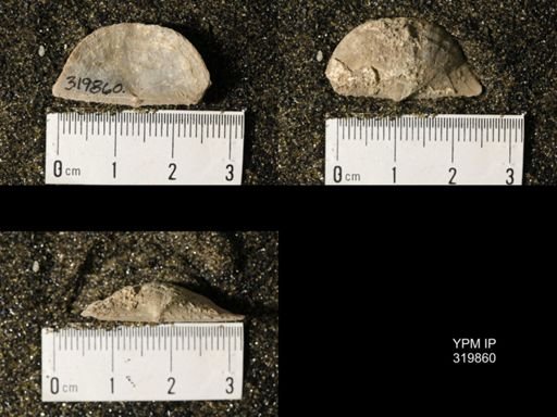 Chonetes granulifer meekanus