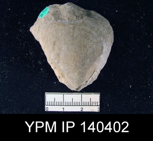 Productus (Striatifera) compressus