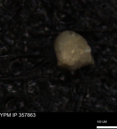 undet. Foraminiferida