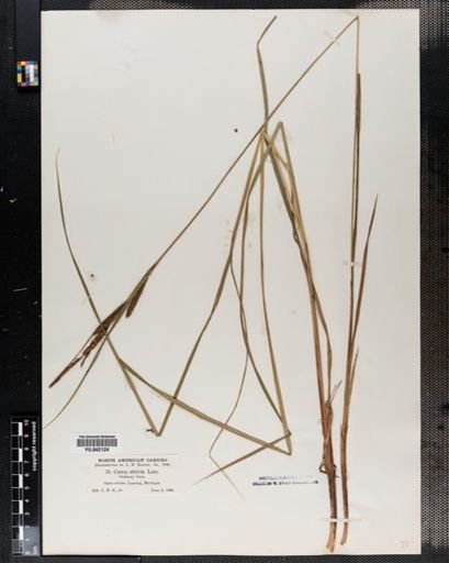 Carex stricta