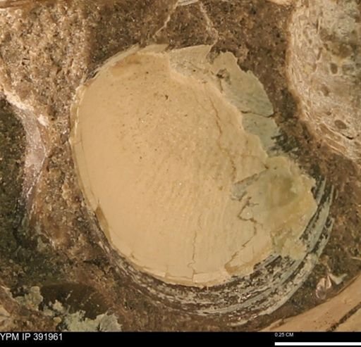 Protocardia sp.