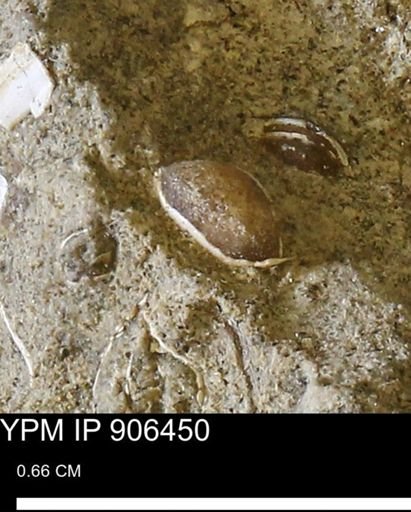 undet. Bivalvia