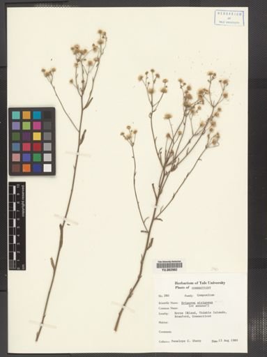 Erigeron strigosus