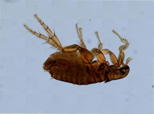 Ctenocephalides felis