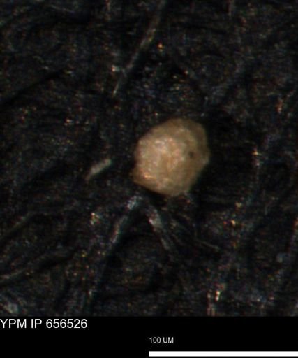 Glomospira glomerosa