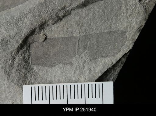 Eurypterus sp.