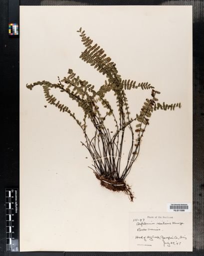 Asplenium resiliens