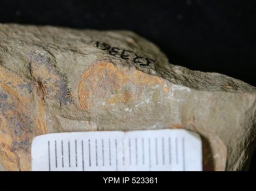 Phyllocystis sp.