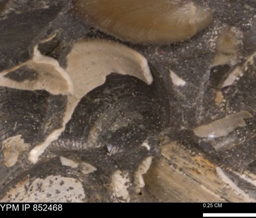 Limopsis striatopunctatus