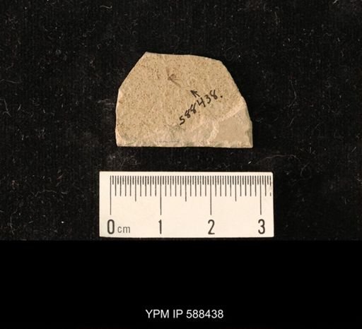 undet. Hemiptera