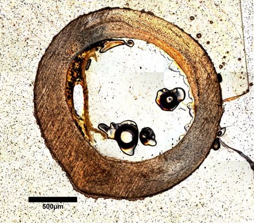 Dipsosaurus dorsalis