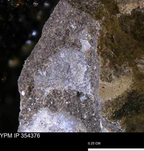 undet. Mollusca