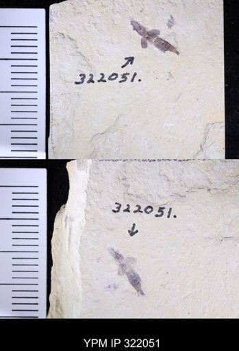 undet. Staphylinidae