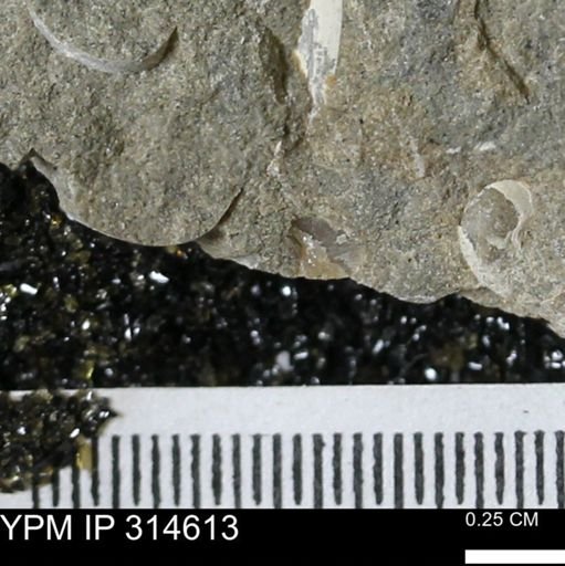 undet. Mollusca