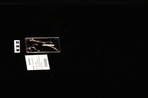Spea multiplicata