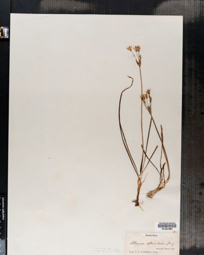 Nothoscordum
