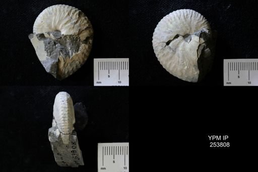 Discoscaphites sp.
