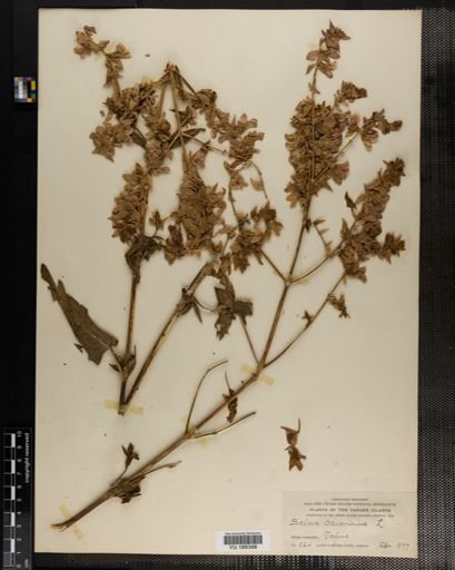 Plantae