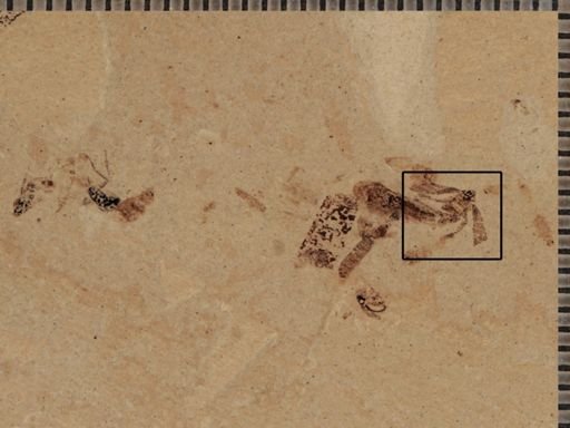 undet. Insecta
