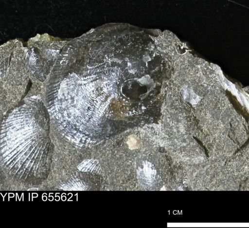 Oxytoma (Hypoxytoma) nebrascana