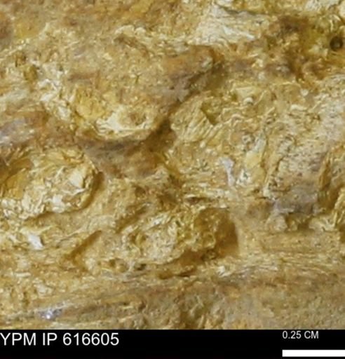 Teredo sp.