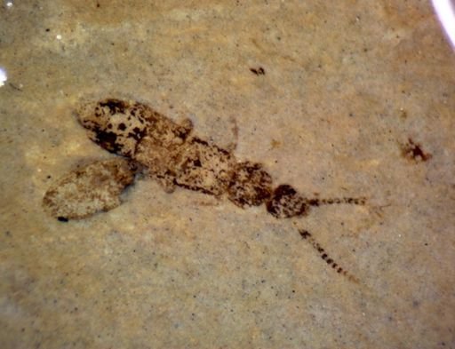 undet. Staphylinidae