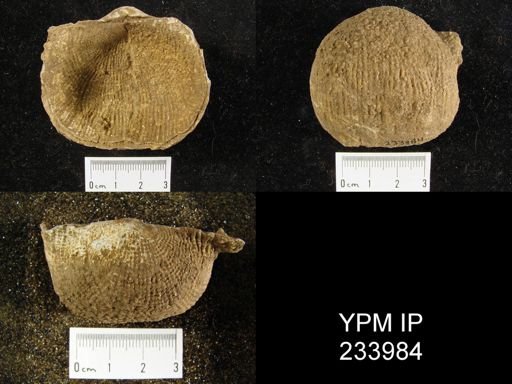 Dictyoclostus americanus