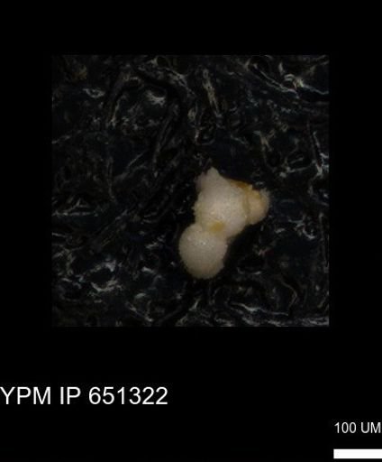 undet. Foraminiferida