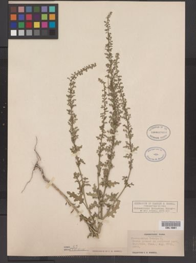 Chenopodium botrys