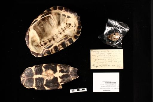 Hardella thurjii